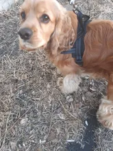 Arnés ajustable para perros medianos y grandes, chaleco reflectante de entrenamiento para caminar, sin tirones, para mascotas