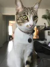 Collar de seguridad ajustable para gatos con cierre a presión, Material de algodón con campana, no mantiene el cuello, productos para cachorros de Mascota, Collar