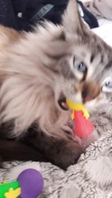 [MPK Store] Jumping Cat Toy, Pet Cat Toy, Toy for Cats, Bouncing Toy