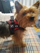 Dadugo-arnés para perro personalizado, etiquetas reflectantes, arnés de mascota ajustable para cachorro, animales medianos y grandes, envío directo