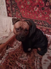 Dog-Coat Winter HOOPET for Dogs Clothing Warm Christmas Big