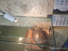 Conjunto de lámpara para reptiles UVA + UVB 3,0, con soporte de bombilla con Clip y termómetro, higrómetro, Tortuga, Kit de lámpara de calentamiento de base