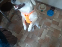 Truelove Pet Dog Harness Large Small For Pitbull Reflective Safety Harness For Dogs