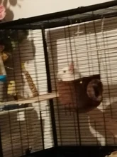 Small Animals Hammock House Guinea-Pig Rat Squirrel Chinchilla Snuggle Hanging Cave Hut