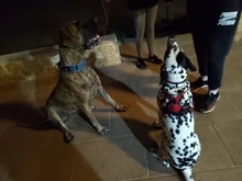 Vest Harness Pet-Dog No-Pull SUPREPET Nylon Adjustable for Large Medium