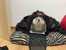 Pet-Carrier Expandable Kennel Airline-Approved Soft Crate Travel Two-Side Luggage on