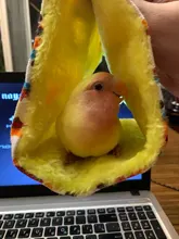 Cage Parrot Hammock Cage-Bed-Toys Nest Hamster-House Birds Warm Winter Fashion