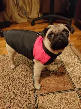 Vest Jacket Pets-Clothing Pug-Coat Puppy Dogs French Bulldog Waterproof Small Winter