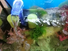 SPONGE-FILTER Submersible Mini with Water-Pump