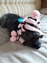 Pet-Puppy-Accessories Socks Hats Cat-Products Dogs-Knitted Small Chihuahua Little Winter