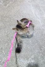 Arnés y correa para cachorros y gatitos, cinturón de tracción ajustable para animales, cuello Halter para gatos y gatitos, sin cartón