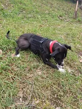 Molle Vest Panels Dog-Harness Dogs Military-Working Training Rubrab Tactical Metal 