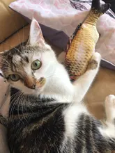 60cm Big Fish Shape Cat Toys for Cats Plush Catnip Mint Stuffed Kedi Kitty Toy Bite Puppy