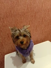 Puppy Vest Coat Clothing Jacket Dogs Chihuahua Waterproof Large Winter Medium Pet-Dog