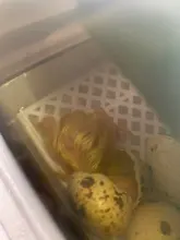 La más nueva máquina incubadora incubadora de incubadora de granja 4-35 incubadoras de huevos precio barato incubadora automática de huevos de pollo incubadora de codornices de aves