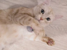 New Catnip Toy, Huggie the Gray Mouse, Fun Cat Toy with Real Catnip Inside