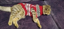 Pet Cat Reindeer Sweater Winter Warm Cat Clothes for Cats Kedi Outfit katten Clothing
