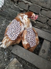 Apron Hen-Saddle-Apron Chicken-Protector Poultry Dress Adjustable