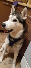 Vest Harnesses Pet-Accessories Husky Adjustable Breast-Band Reflective Large Dog 