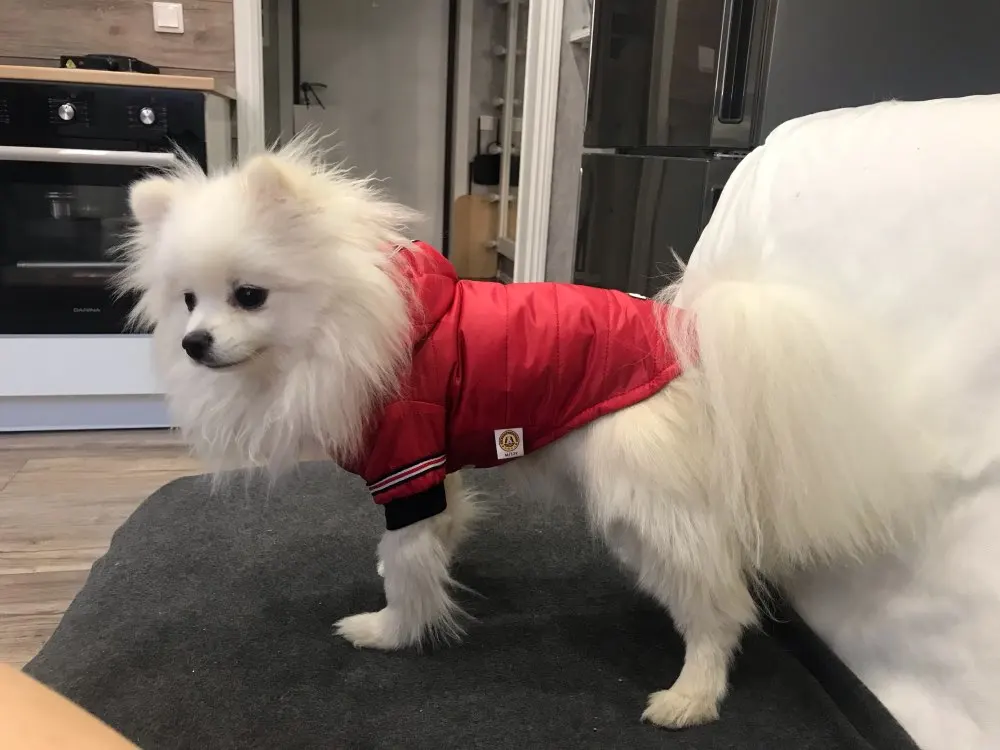 DogMEGA Dog Snowsuit for Small Dog | Waterproof Dog Snowsuit photo review