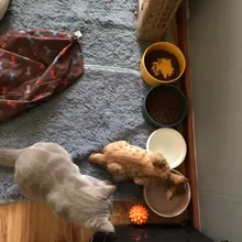 Bowl Feeder Water-Dispenser Dogs Ceramic for Puppy-Cat Eating Dishes Products -P007