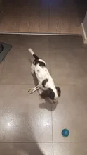 Perro juguetes para mascota o cachorro interactivo de succión taza de bola goma termoplástica juguetes molares mordida juguete elástico cuerdas Limpieza de dientes de perro masticar suministros