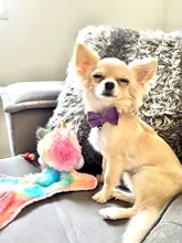 Collar de gato de terciopelo con lazo liso para cachorro, Chihuahua, con campana, hebilla de seguridad ajustable, pajarita para gatos, accesorios para mascotas