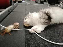 Cat-Toys Pet-Products Mice Catnip Animal Interactive