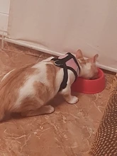 Arnés ajustable para perros y gatos, correa de plomo para pasear, collar para cachorros de malla de poliéster, medianos y pequeños