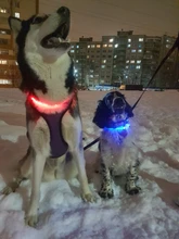 Usb-Dog-Collar Charging-Tube Pets Glowing Luminous-Safety Rechargeable Flashing LED .