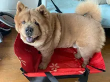 CAWAYI KENNEL Pet Carriers Dog Car Seat Cover Carrying for Dogs Cats Mat Blanket Rear