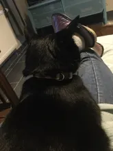 Pet-Cat-Collar Puppy-Accessories-Supplies Kitten Bell Adjustable 