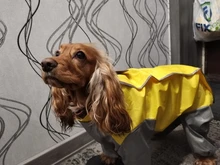Mono impermeable para perro mascota, ropa impermeable para exteriores, mono con capucha para perros pequeños y grandes, capa impermeable, Bulldog francés