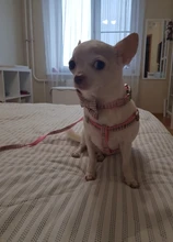 Leash-Set Pet-Products Dog-Harness Dogs Adjustable Small Chihuahua Walking Nylon And