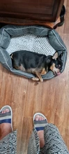 DEKO-cojín impermeable para cama de perro, sofá de sueño reparador, esterilla para cachorro, gato, almohada de algodón, suministros para mascotas
