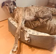 Leash Set Collars Lead Name Custom Personalized Adjustable Plaid Suit Id-Tag Faber