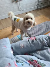 Costume Puppy-Clothes Love-Rainbow-Vest PETCIRCLE Pet-Cat Dog Winter New Fit And Four-Color