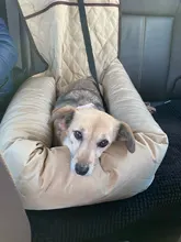 2 en 1 para mascotas perro protector plegable para asiento de coche Transportín seguro casa cachorro bolso accesorios de viaje para coche bolsa de asiento de perro a prueba de agua la cesta