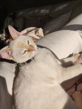 Collar de seguridad para gato, Collar de gatito personalizado de liberación rápida, Collar para gatos con campana para cachorro gatito