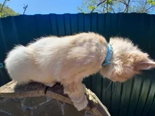 Collar brillante colorido con diamantes de imitación para mascotas, correa de cuero para el cuello, seguro para gatos y perros, accesorios suaves para mascotas, XS/S