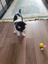 Golf-Ball Ball-Toy Cat Toy Pet-Supplies Interactive Kitten Plastic Funny with Teaser