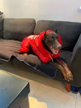 Jacket Rain-Coat Labrador Alaska Puppy-Doberman Waterproof Dogs Large Medium Husky TLC02