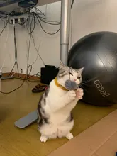 Cat-Toy Lifting-Ball Interactive Electric Funny Flutter