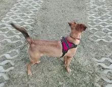 Vest Harness Leash-Set Dogs-Collar No-Pull Training French-Bulldog Walking Adjustable