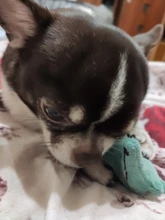 Toys-Supplies Interactive-Toy Dogs Agility Plush Playing Traning Animal Funny Mint Kitten-Teaser