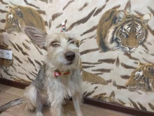 Costume Pet-Hat Pet-Cosplay-Clothes Christmas Cat Cute Dog Party-Decoration Glitter Elastic