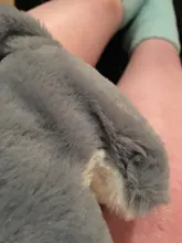 Molde de exhibición de simulación de felpa eléctrica para niños, muñeco de felpa eléctrico, perro Corgi, cola de conejo, culo que se tambalea, Robot de juguete para niños