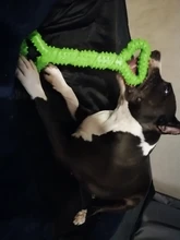 Pet-Toys Dogs Interactive Bone Tooth-Cleaning Large Safe Benepaw Big for Medium Durable