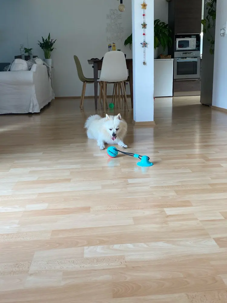 Suction Cup Dog Toy | Floor Suction Dog Toy | Suction Tug of War Dog Toy photo review
