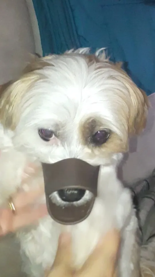 Cute Duck Dog Muzzle Silicone photo review